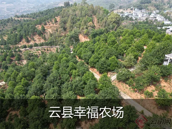 云县幸福农场